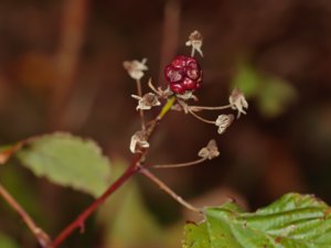Rubus wendtii - bjärebjörnbär