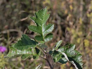 Sorbus hybrida - Swedish Service-tree - finnoxel