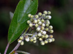 Sorbus intermedia - Swedish Whitebeam - oxel