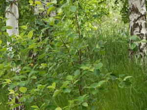 Sorbus latifolia - Broad-leaved Whitebeam - bergoxel