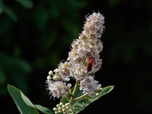 Spiraea × rosalba - Intermediate Bridewort - torpspirea
