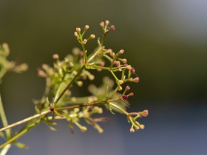 Galium suecicum - Swedish Bedstraw - backmåra