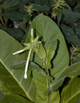 Nicotiana sylvestris - Woodland Tobacco - narcisstobak