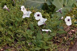 Petunia × hybrida - Petunia - petunia