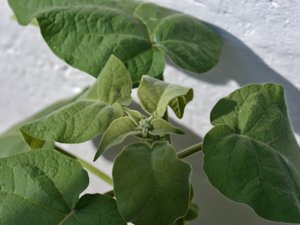 Solanum betaceum - Tamarillo - trädtomat