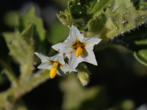 Solanum physalifolium - Green Nightshade - bägarnattskatta