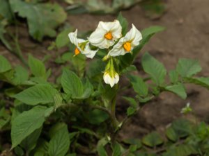 Solanum tuberosum - Potato - potatis
