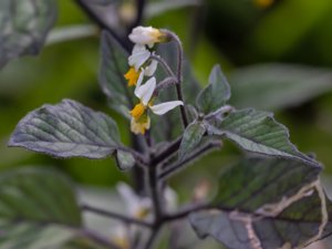 Solanum villosum - Red Nightshade - gul-röd nattskatta