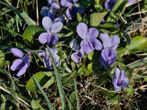 Viola hirta - Hairy Violet - buskviol