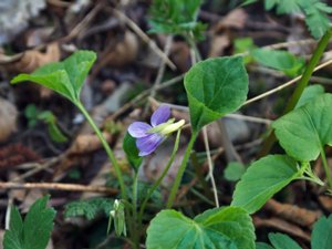 Viola mirabilis - Wonder Violet - underviol