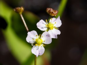 Alismataceae - svaltingväxter