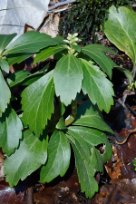 Buxaceae - buxbomsväxter