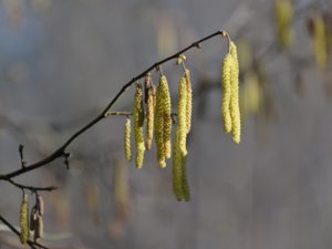 Corylaceae - hasselväxter