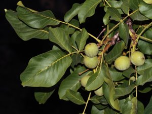 Juglandaceae - valnötsväxter