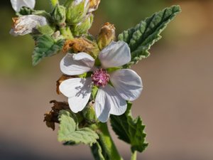 Malvaceae - malvaväxter