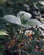 Melanthiaceae - nysrotsväxter