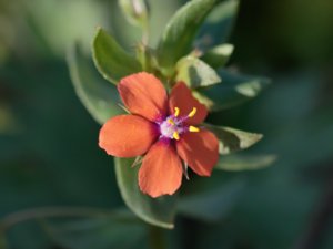 Primulaceae - viveväxter
