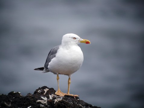 Azores-1809 Yellow-legged Gull - Larus michahellis atlantis - Moisteros