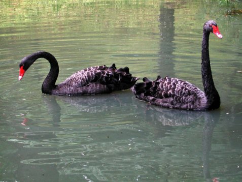 DSCN1873 Black Swan - Parque Terra Nostra, Furnas