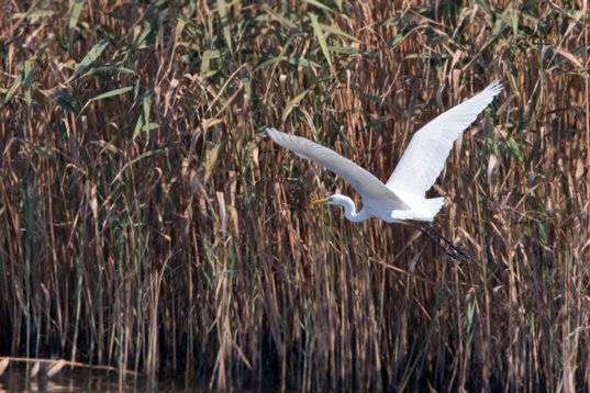Ardea_alba_Bulgaria_2015_3460 Great Egret - Ardea alba - Poda Nature Reserve