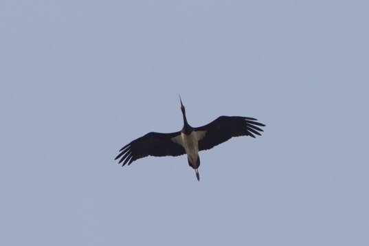 Ciconia_nigra_Bulgaria_2015_3622 Black Stork - Ciconia nigra - NW Burgas