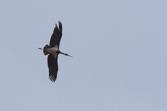 Ciconia_nigra_Bulgaria_2015_3640 Black Stork - Ciconia nigra - NW Burgas