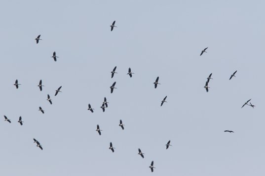 Ciconia_nigra_Bulgaria_2015_3667 Black Stork - Ciconia nigra - NW Burgas