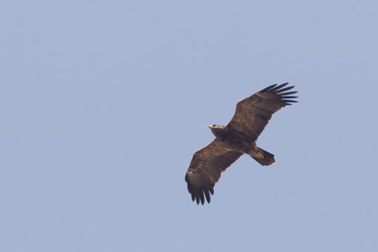 Clanga_pomarina_Bulgaria_2015_4399 Lesser Spotted Eagle - Clanga pomarina - Dyulino Pass