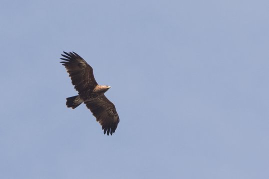 Clanga_pomarina_Bulgaria_2015_4586 Lesser Spotted Eagle - Clanga pomarina - Dyulino Pass