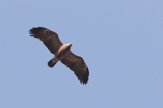 Clanga_pomarina_Bulgaria_2015_4660 Lesser Spotted Eagle - Clanga pomarina - Dyulino Pass