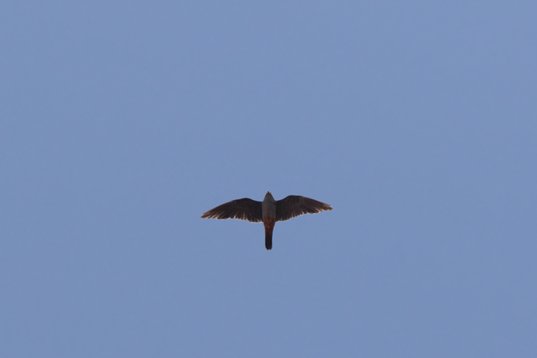 Falco_vespertinus_Bulgaria_2015_2724 Red-footed Falcon - Falco vespertinus - Raptor Watchpoint