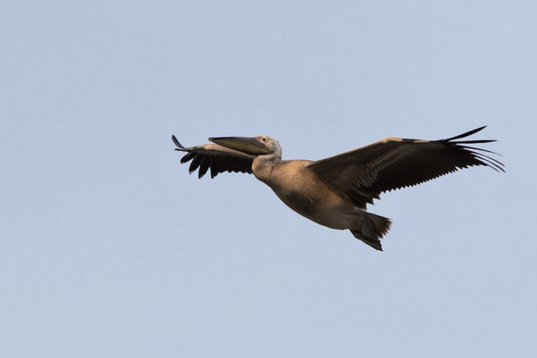 Pelecanus_onocrotalus_Bulgaria_2015_3240 White Pelican - Pelecanus onocrotalus - Atanasovsko Lake