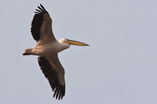 Pelecanus_onocrotalus_Bulgaria_2015_3734 White Pelican - Pelecanus onocrotalus - NW Burgas