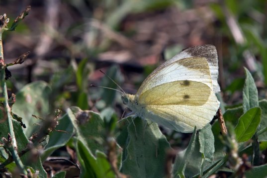 Pieris_rapae_Bulgaria_2015_3290 Small White - Pieris rapae - Poda Nature Reserve