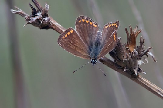 Polyommatus_icarus_Bulgaria_2015_4041 Common Blue - Polyommatus icarus - Rudnik