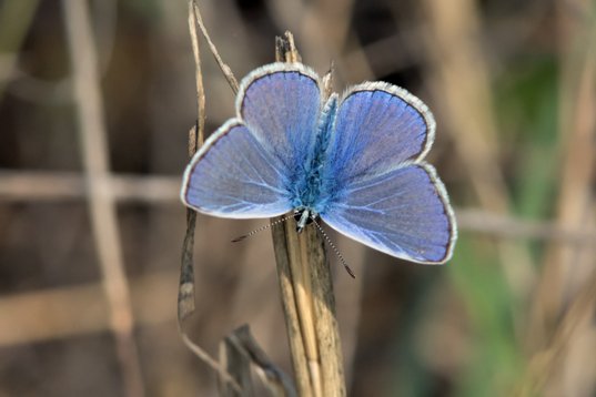 Polyommatus_icarus_Bulgaria_2015_4335 Common Blue - Polyommatus icarus - Dyulino Pass