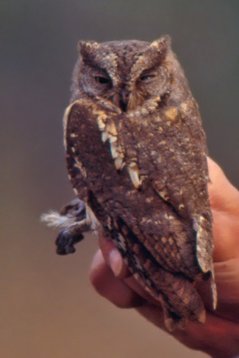 Kina95_027 Oriental Scops Owl - Otus sunia - Happy Island