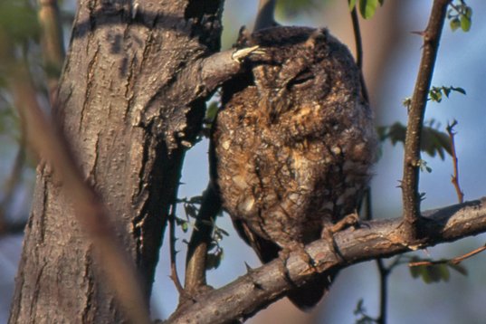 Kina95_058 Oriental Scops Owl - Otus sunia - Beidaihe