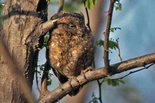 Kina95_059 Oriental Scops Owl - Otus sunia - Beidaihe