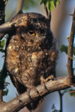 Kina95_060 Oriental Scops Owl - Otus sunia - Beidaihe