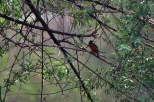 Kina95_065 Common Kingfisher - Alcedo atthis - Beidaihe