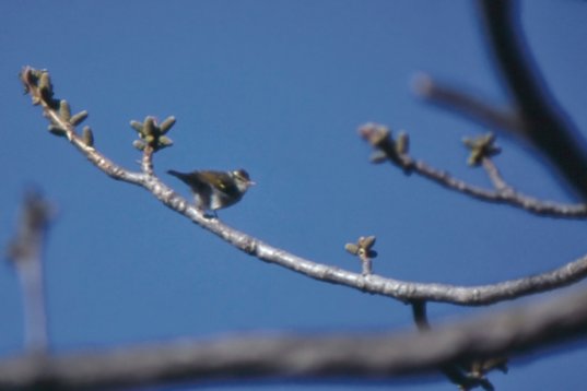Kina95_074 Chinese Leaf Warbler - Phylloscopus yunnanensis - Lao Ling
