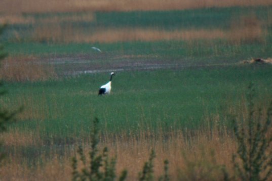 Kina95_090 Red-crowned Crane - Grus japonensis - Xianghai National Nature Reserve