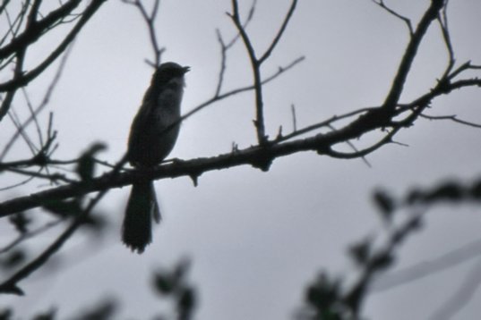 Kina95_096 Thick-billed Warbler - Arundinax aedon - Xianghai National Nature Reserve