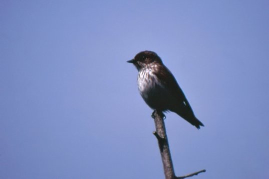 Kina95_110 Grey-streaked Flycatcher - Muscicapa griseisticta - Happy Island