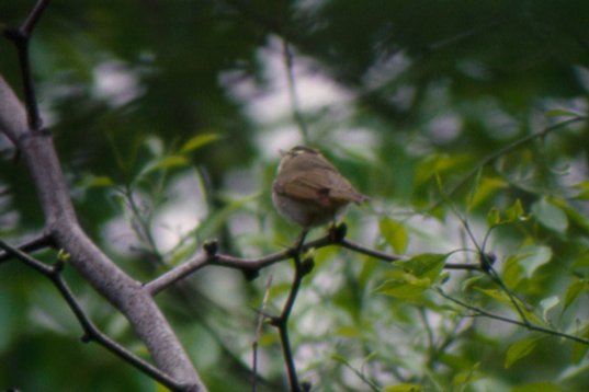 china98_011 Eastern Crowned Warbler - Phylloscopus coronatus - Happy Island