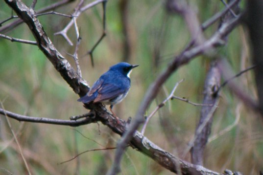 china98_015 Siberian Blue Robin - Luscinia cyane - Happy Island