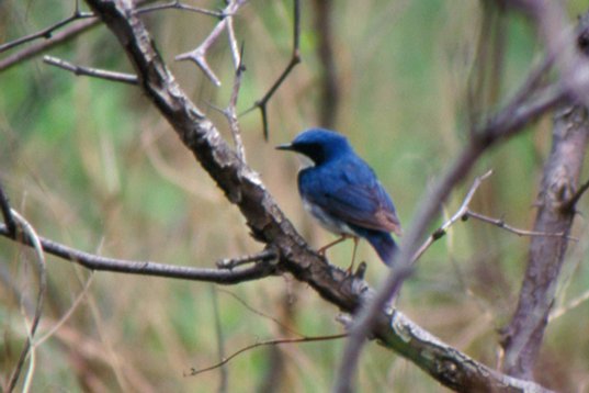 china98_016 Siberian Blue Robin - Luscinia cyane - Happy Island