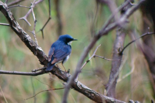 china98_017 Siberian Blue Robin - Luscinia cyane - Happy Island