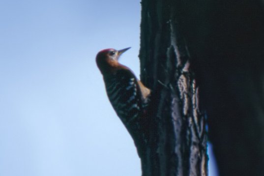 china98_107 Rufous-bellied Woodpecker - Dendrocopos hyperythrus - Happy Island